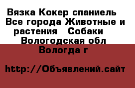 Вязка Кокер спаниель - Все города Животные и растения » Собаки   . Вологодская обл.,Вологда г.
